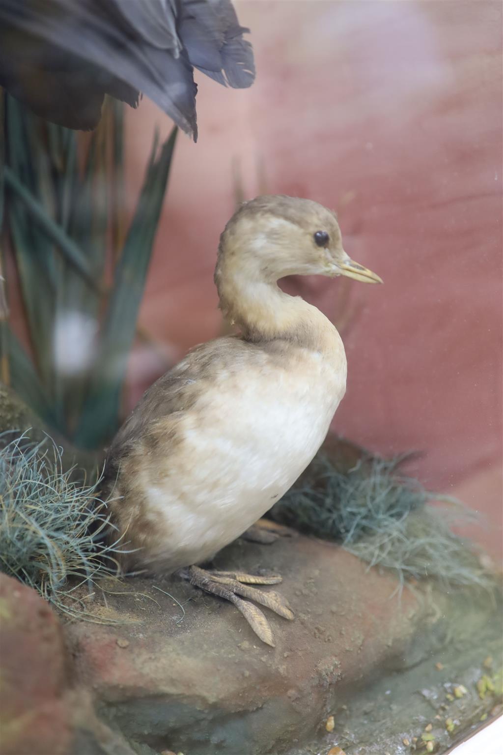 A taxidermic heron in display case